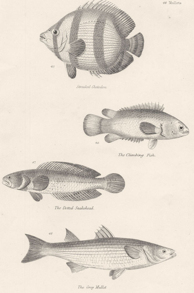 FISH. Fishes; Streaked Chetodon; Climbing; Dotted Snakehead; Grey Mullet 1860